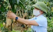 Son La fruit reaches out to the sea: Using fruit bags to improve mango quality